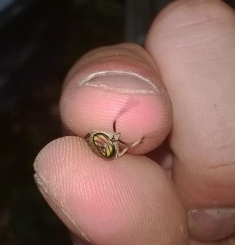 Hybomitra sp.